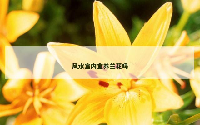 风水室内宜养兰花吗