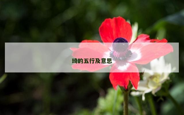 琦的五行及意思