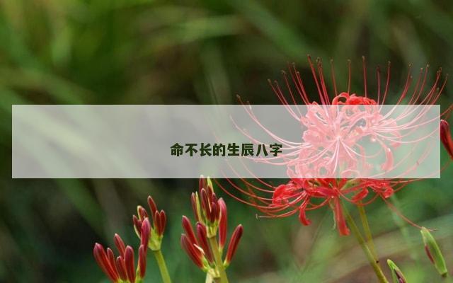 命不长的生辰八字