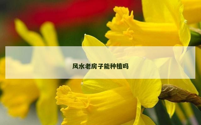 风水老房子能种植吗