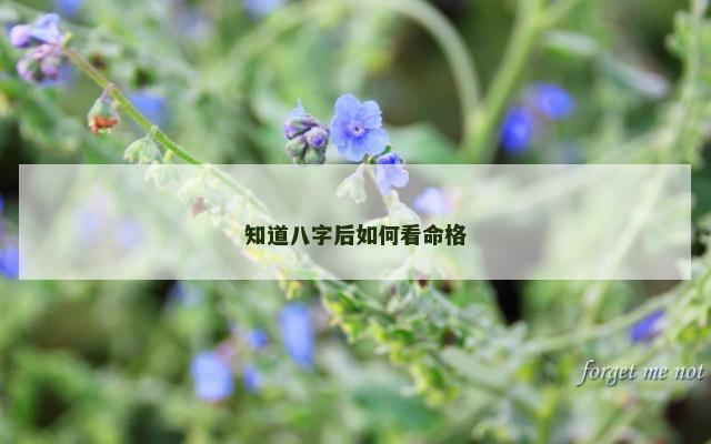 知道八字后如何看命格