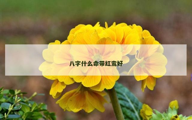 八字什么命带红鸾好