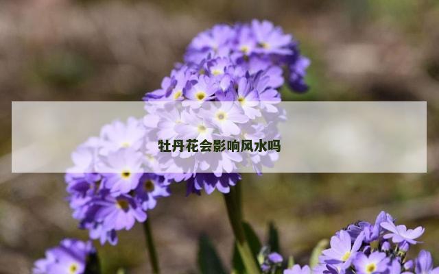 牡丹花会影响风水吗