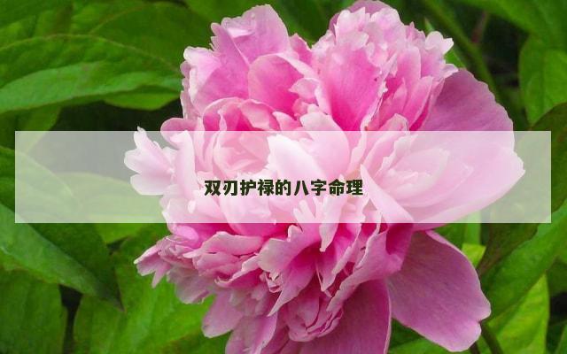 双刃护禄的八字命理