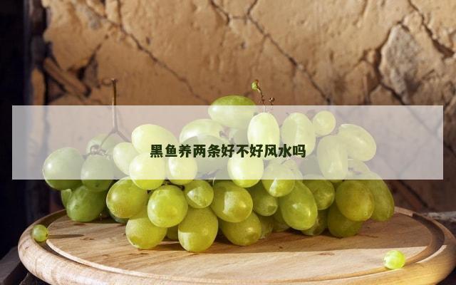 黑鱼养两条好不好风水吗