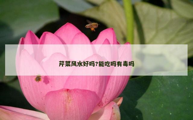 芹菜风水好吗?能吃吗有毒吗