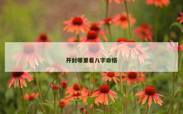 开封哪里看八字命格