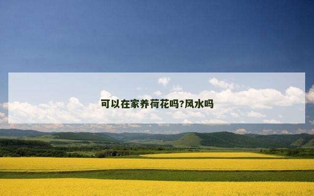 可以在家养荷花吗?风水吗