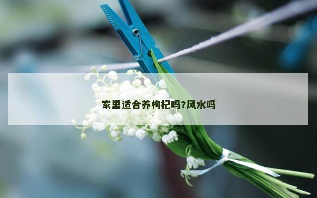 家里适合养枸杞吗?风水吗