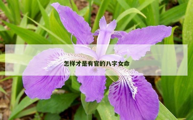 怎样才是有官的八字女命