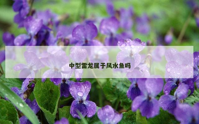中型雷龙属于风水鱼吗