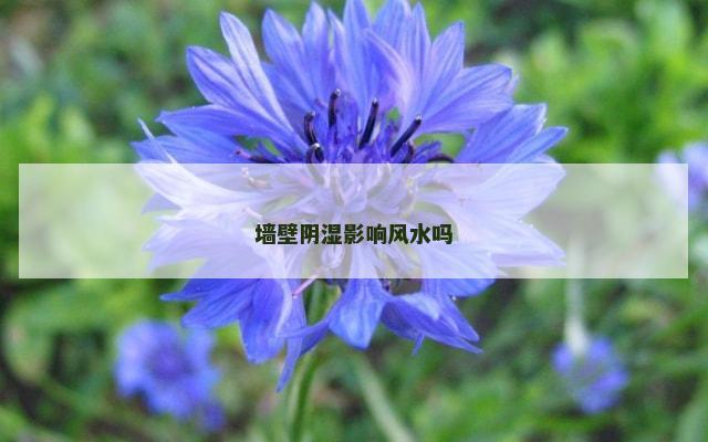 墙壁阴湿影响风水吗