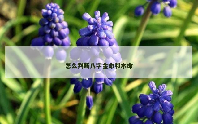 怎么判断八字金命和木命