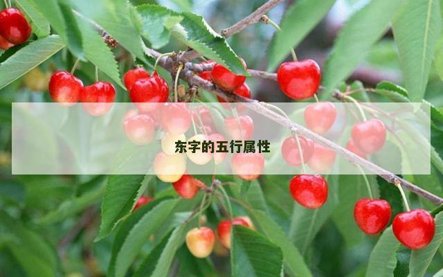 东字的五行属性