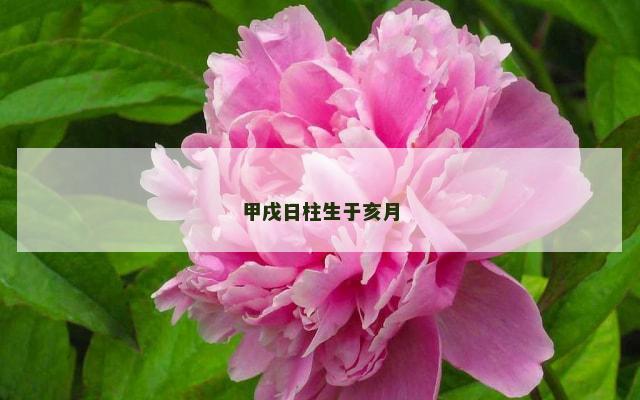 甲戌日柱生于亥月