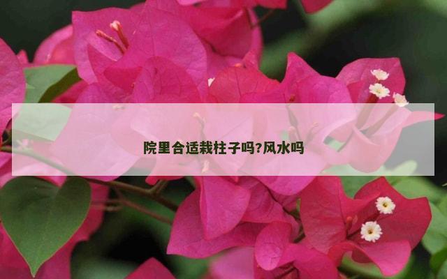院里合适栽柱子吗?风水吗