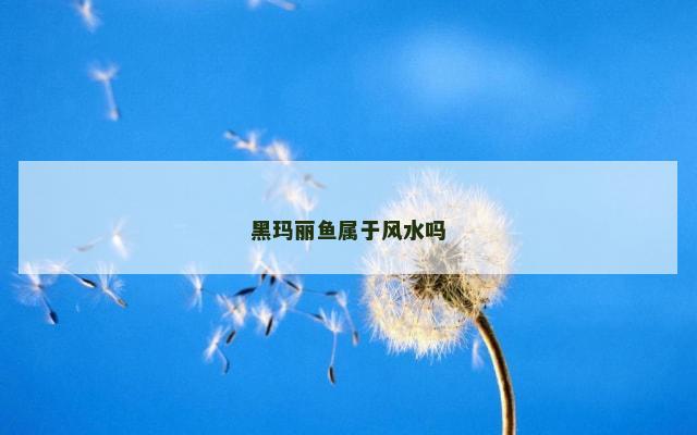 黑玛丽鱼属于风水吗