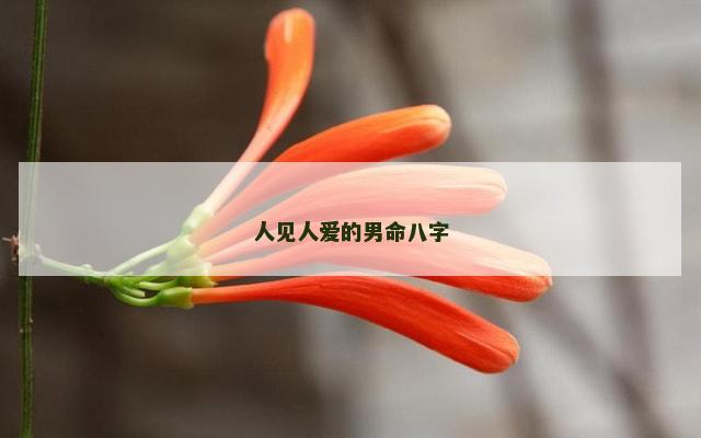 人见人爱的男命八字