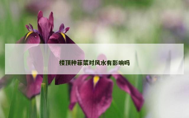楼顶种菲菜对风水有影响吗