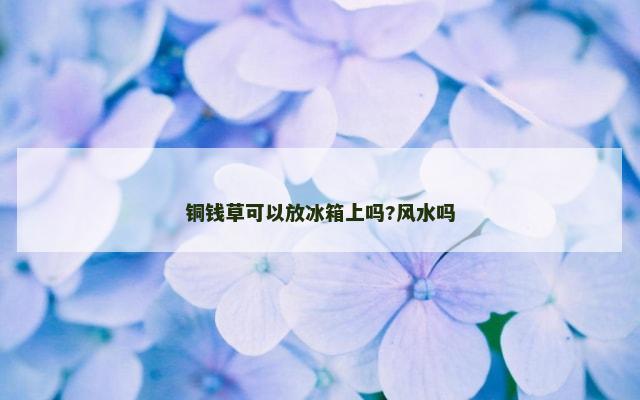 铜钱草可以放冰箱上吗?风水吗