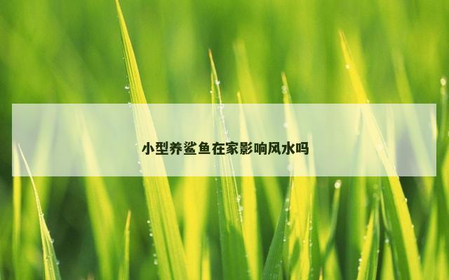 小型养鲨鱼在家影响风水吗