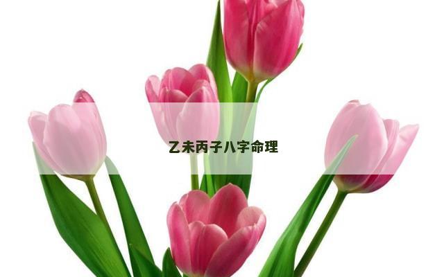 乙未丙子八字命理
