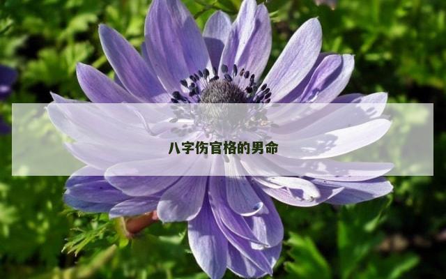 八字伤官格的男命