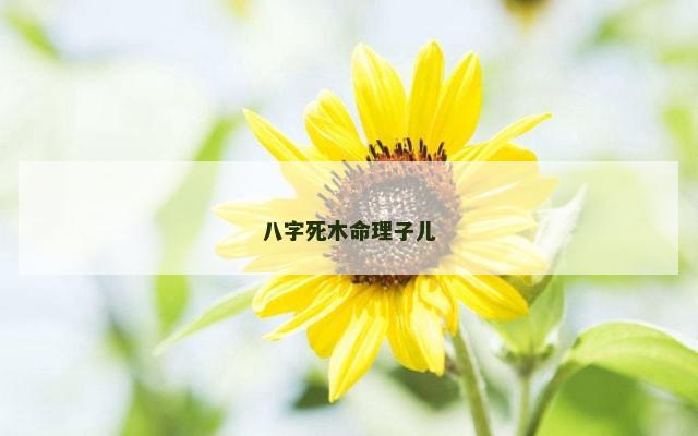 八字死木命理子儿
