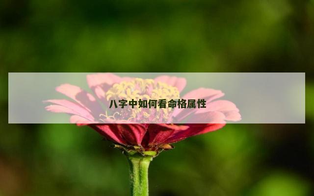 八字中如何看命格属性