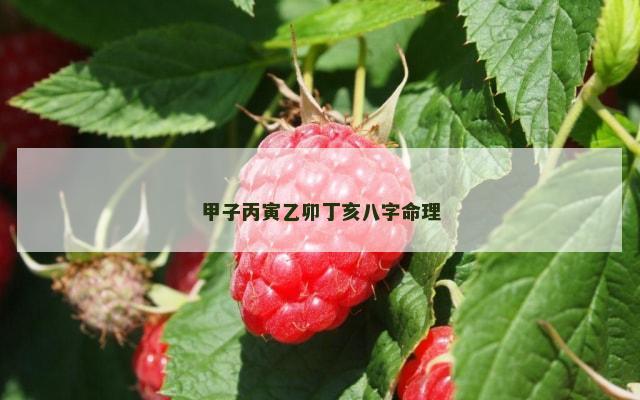 甲子丙寅乙卯丁亥八字命理