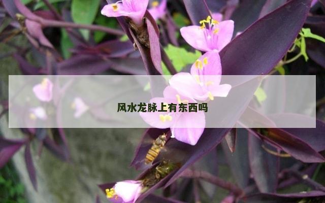 风水龙脉上有东西吗