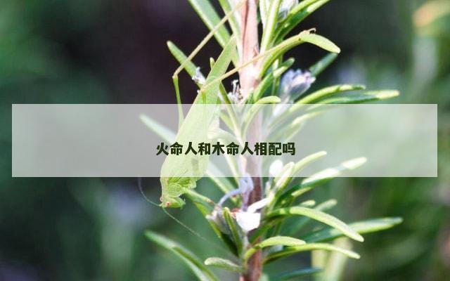 火命人和木命人相配吗