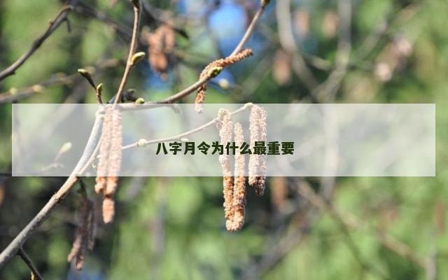 八字月令为什么最重要