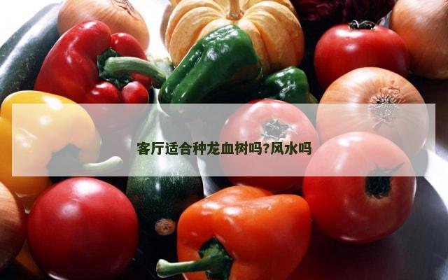 客厅适合种龙血树吗?风水吗