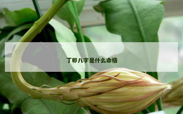 丁卯八字是什么命格