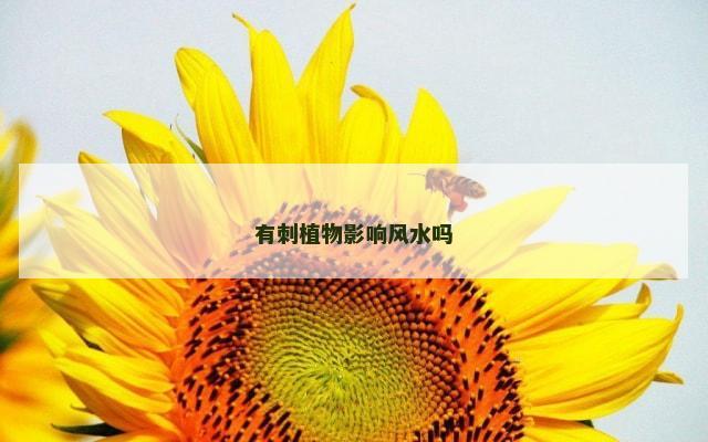有刺植物影响风水吗