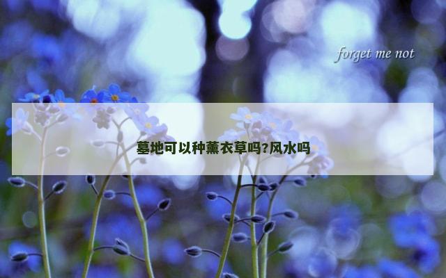 墓地可以种薰衣草吗?风水吗