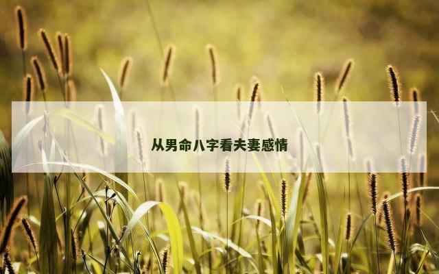从男命八字看夫妻感情