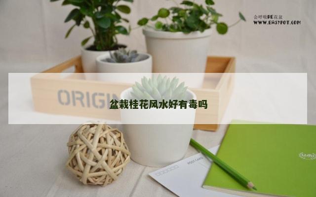 盆栽桂花风水好有毒吗