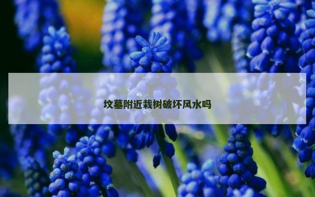 坟墓附近栽树破坏风水吗