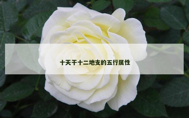 十天干十二地支的五行属性