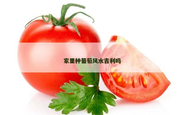 家里种葡萄风水吉利吗