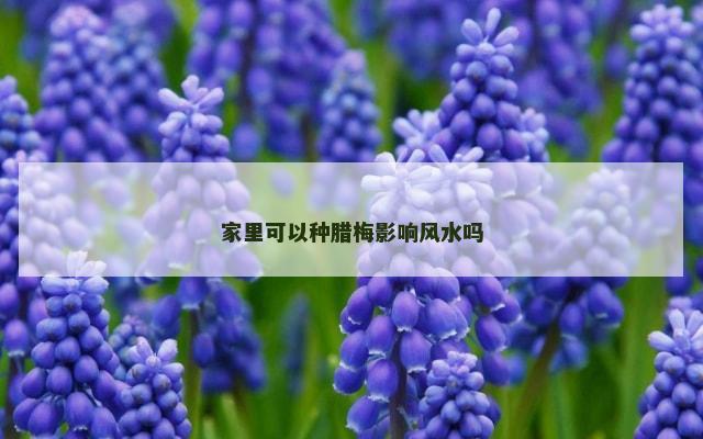 家里可以种腊梅影响风水吗