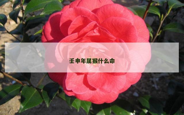 壬申年属猴什么命