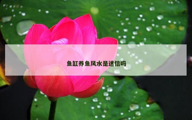 鱼缸养鱼风水是迷信吗