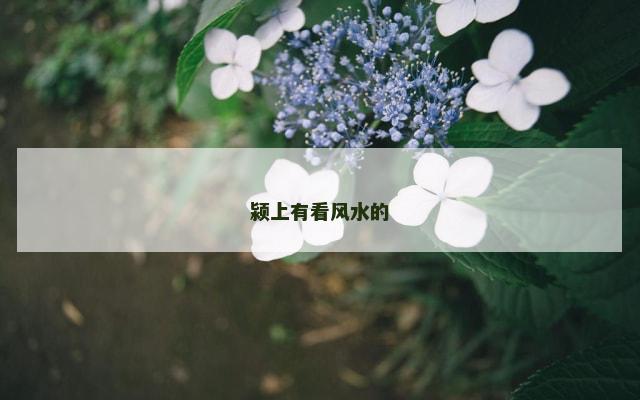 颍上有看风水的
