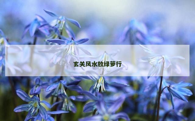 玄关风水放绿萝行