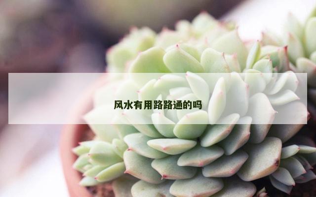 风水有用路路通的吗
