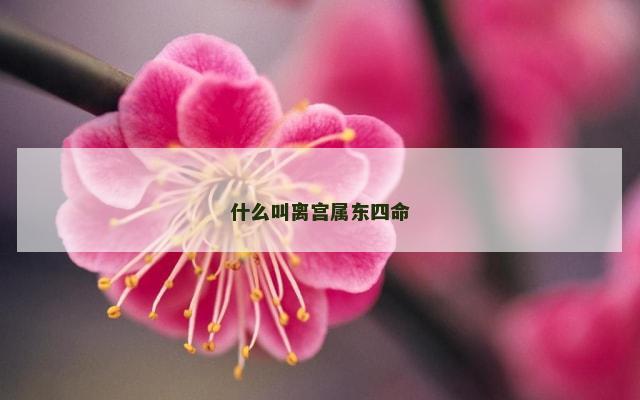什么叫离宫属东四命