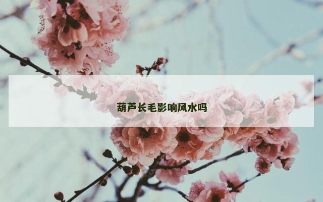 葫芦长毛影响风水吗
